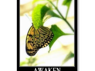 Awaken Butterfly